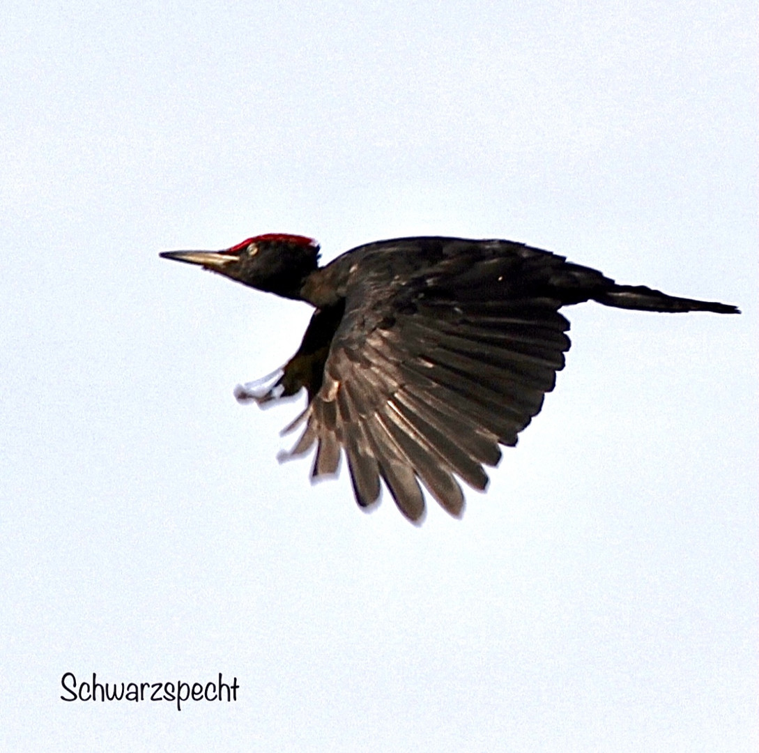 Schwarzspecht im Flug