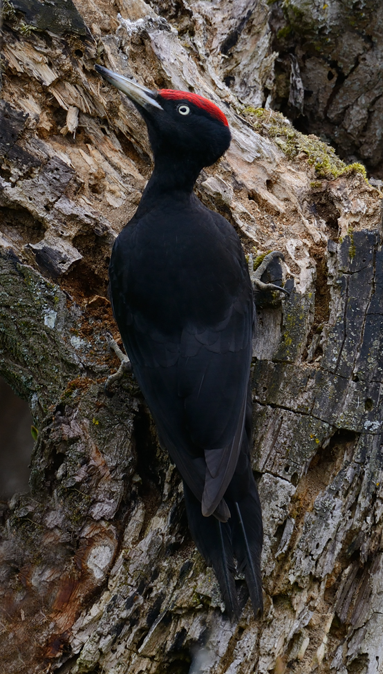 Schwarzspecht Männchen