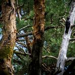 Schwarzspecht mitten im Wald