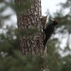 Schwarzspecht, nur näher hätt er kommen dürfen