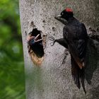 Schwarzspecht Weibchen bei der Fütterung