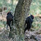 Schwarzspechte aus dem Diersfordter Wald