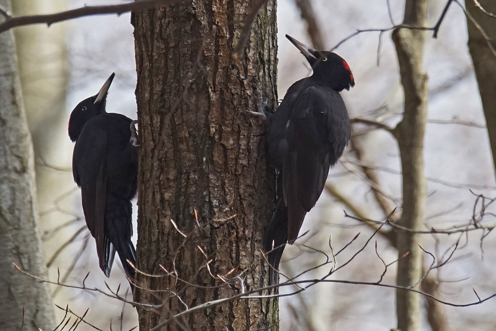 Schwarzspechte (Dryocopus martius)