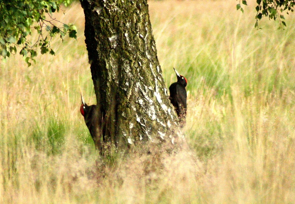 Schwarzspechte (Dryocopus martius)....