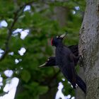 Schwarzspechte  (Dryocopus martius)  Brutablösung 