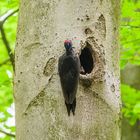 Schwarzspechtfütterung    --- leider nur Doku