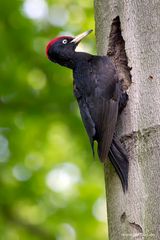 Schwarzspechthahn in voller Pracht (Dryocopus martius)