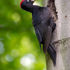 Schwarzspechthahn in voller Pracht (Dryocopus martius)