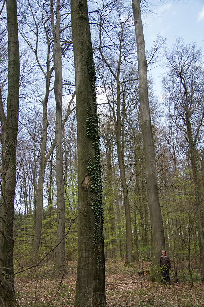 Schwarzspechthöhle in einer Buche