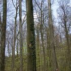 Schwarzspechthöhle in einer Buche