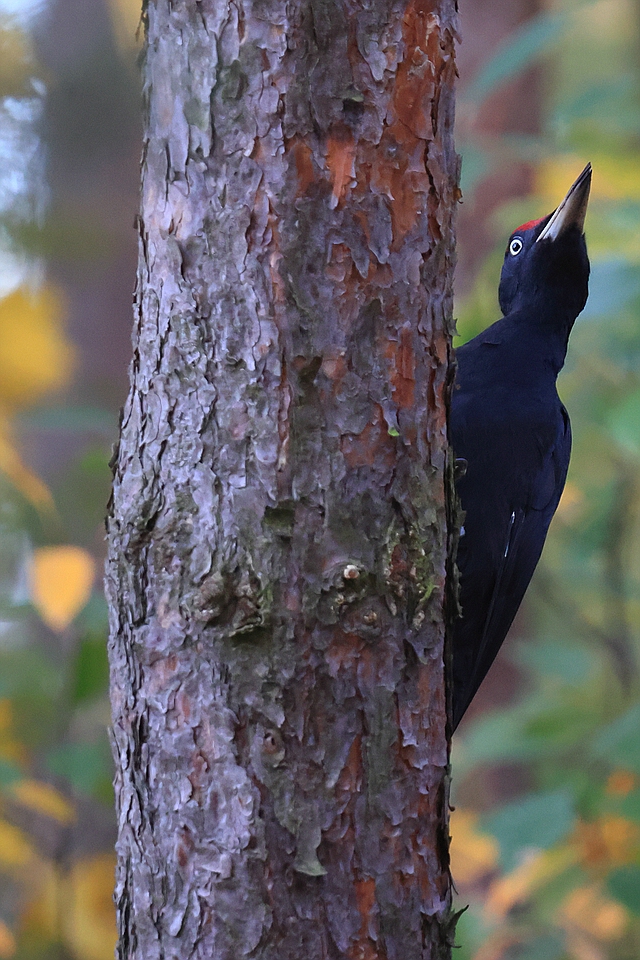 Schwarzspechtmann - Dryocopus martius