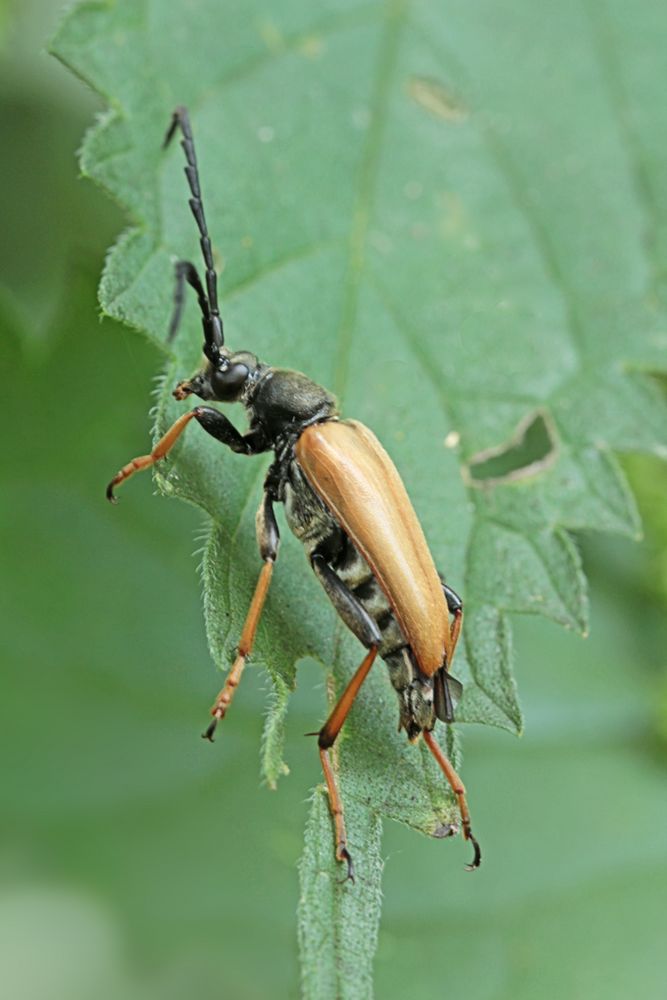 Schwarzspitziger Halsbock