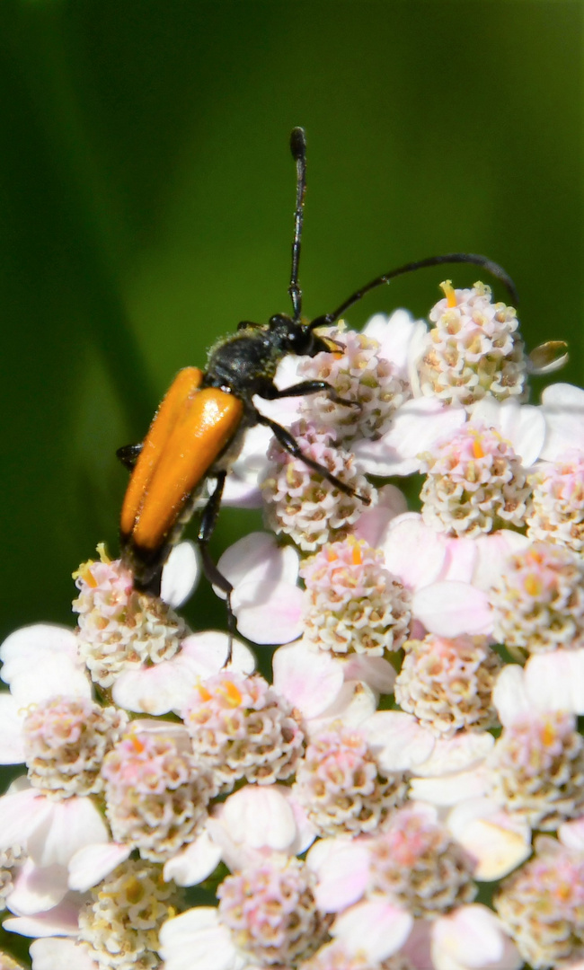 Schwarzspitziger Halsbock (Stictoleptura fulva) 