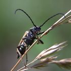 Schwarzspitziger Halsbock (Stictoleptura fulva)