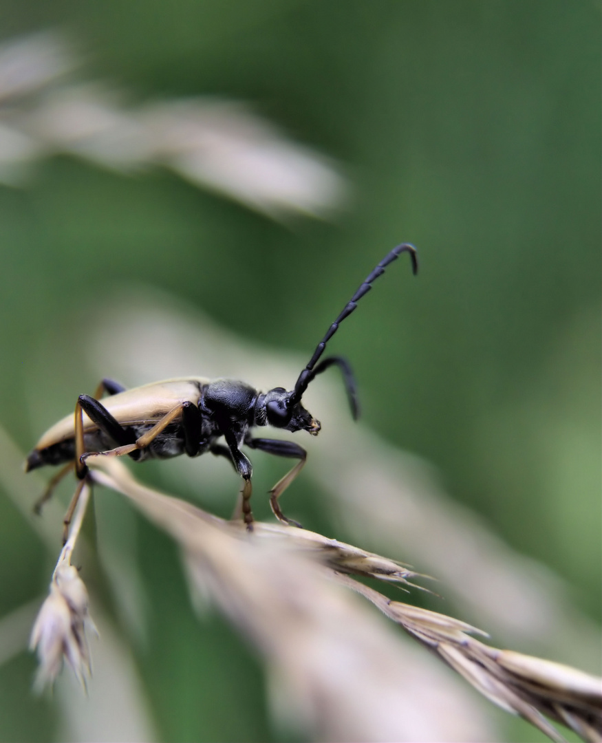 *Schwarzspitziger Halsbock (Stictoleptura fulva)*