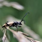 *Schwarzspitziger Halsbock (Stictoleptura fulva)*