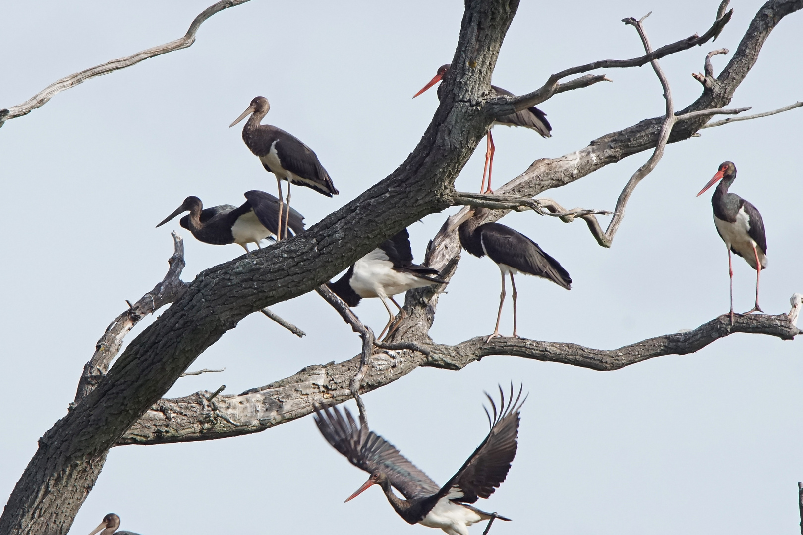 Schwarzstörche (Ciconia nigra)