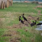 Schwarzstörche (Ciconia nigra) 