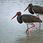 Schwarzstörche (Ciconia nigra)