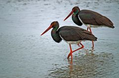 Schwarzstörche (Ciconia nigra)