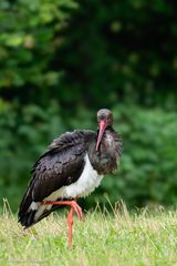 Schwarzstorch ...
