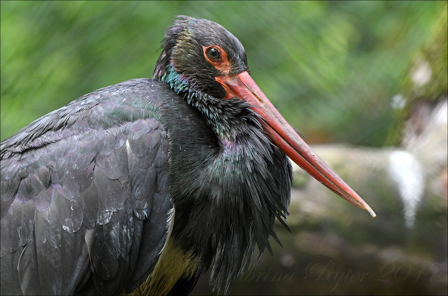 Schwarzstorch Foto & Bild | natur, vogel, schreitvogel Bilder auf ...