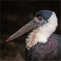 Schwarzstorch... = Asiatischer Wollhalsstorch