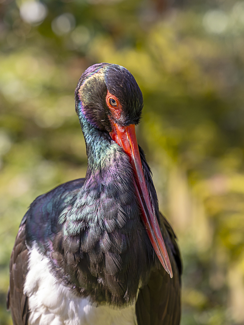 Schwarzstorch (Begegnungen im Zoo 1)