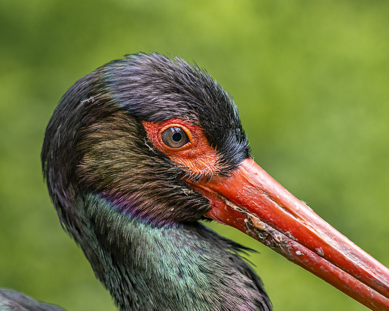 Schwarzstorch (Begegnungen im Zoo, 11)