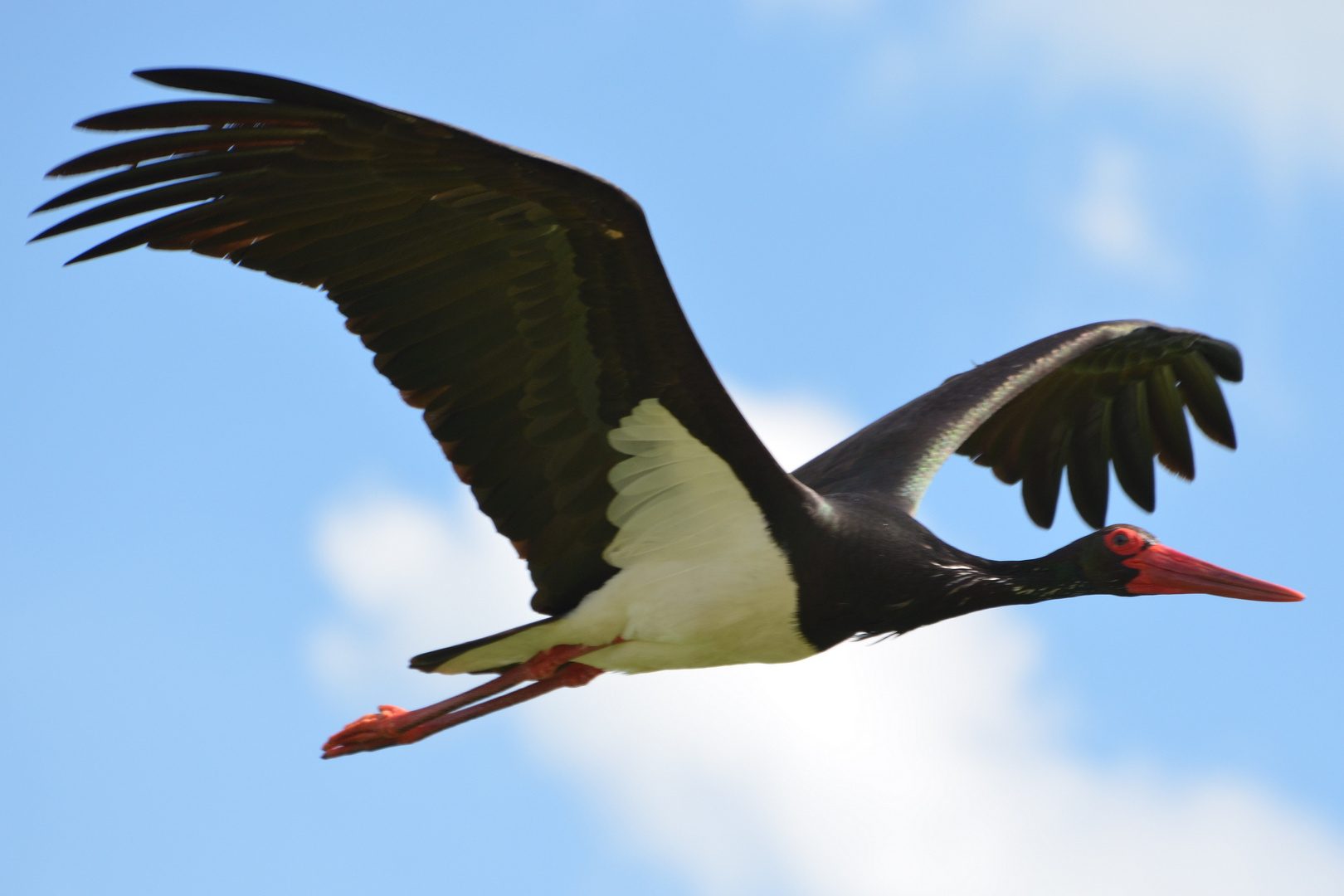 Schwarzstorch bei Aerzen