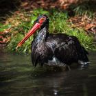 Schwarzstorch beim Baden