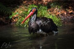 Schwarzstorch beim Baden