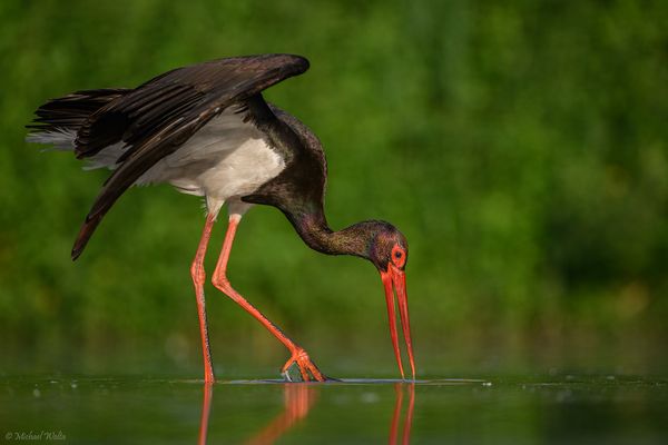 Schwarzstorch beim Fischen