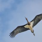 Schwarzstorch beim segeln