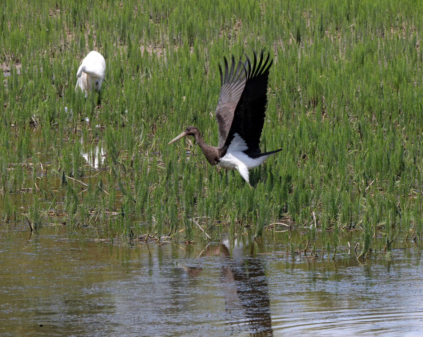 Schwarzstorch beim Start