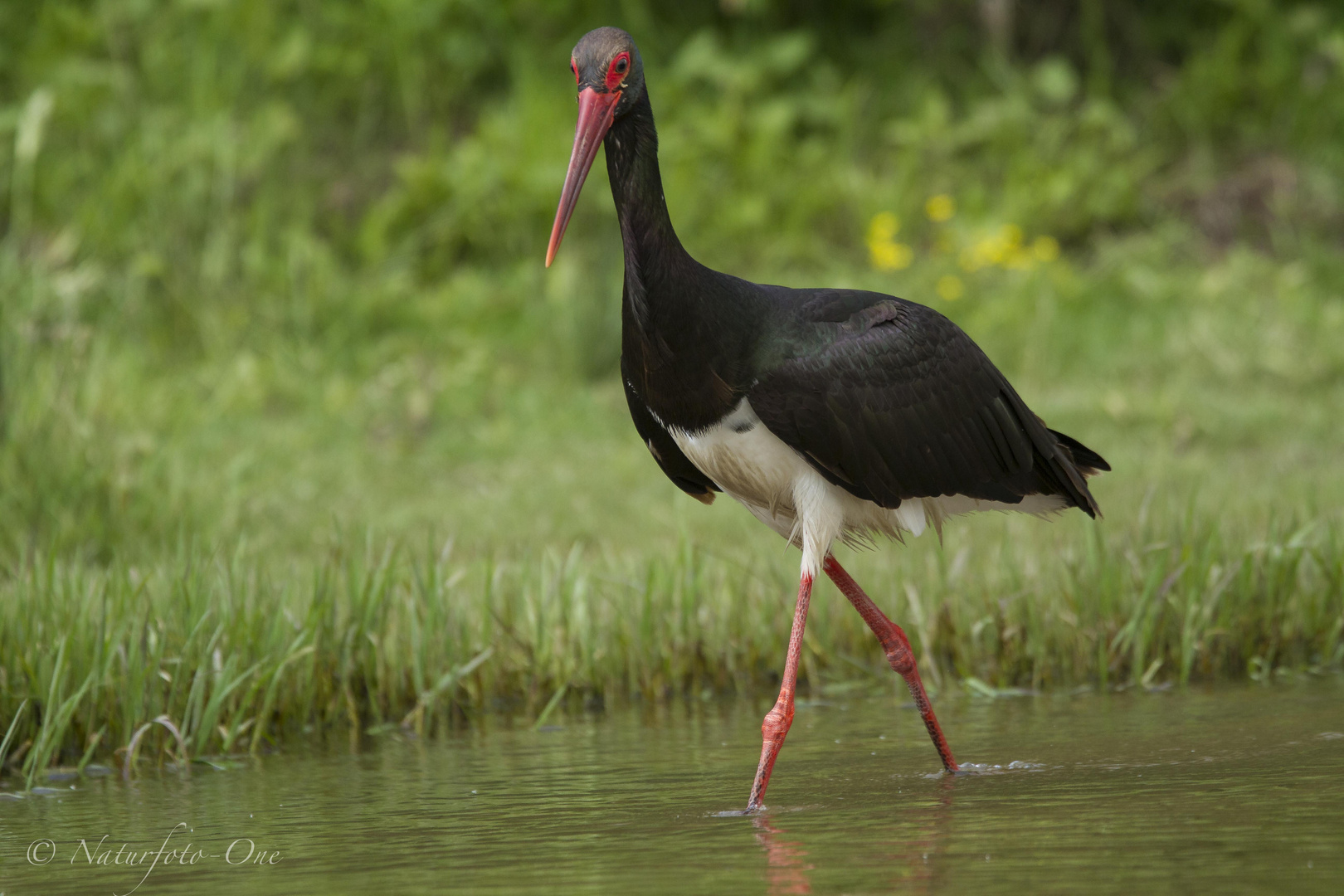 Schwarzstorch Black Stork