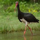 Schwarzstorch Black Stork