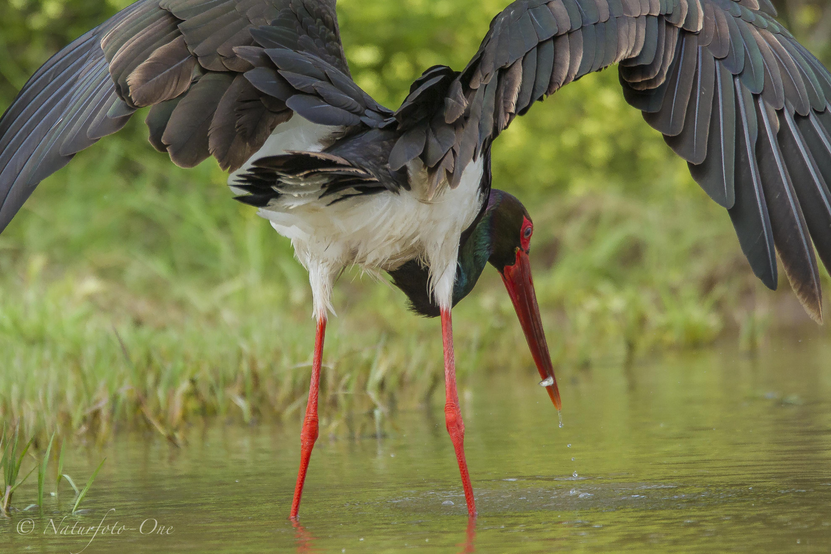 Schwarzstorch Black Stork ciconia nigra