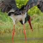 Schwarzstorch Black Stork ciconia nigra