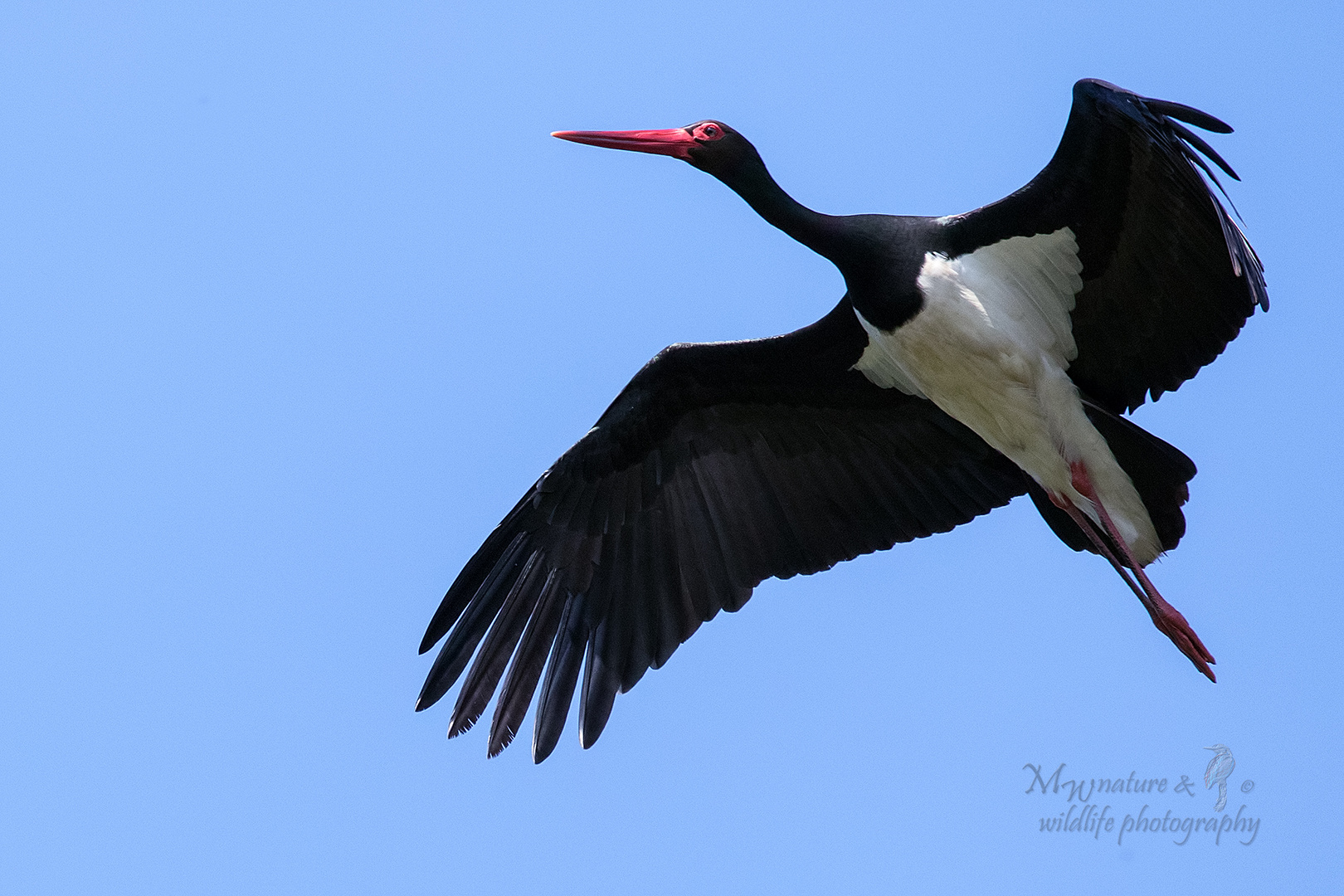 Schwarzstorch / black stork