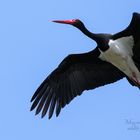 Schwarzstorch / black stork