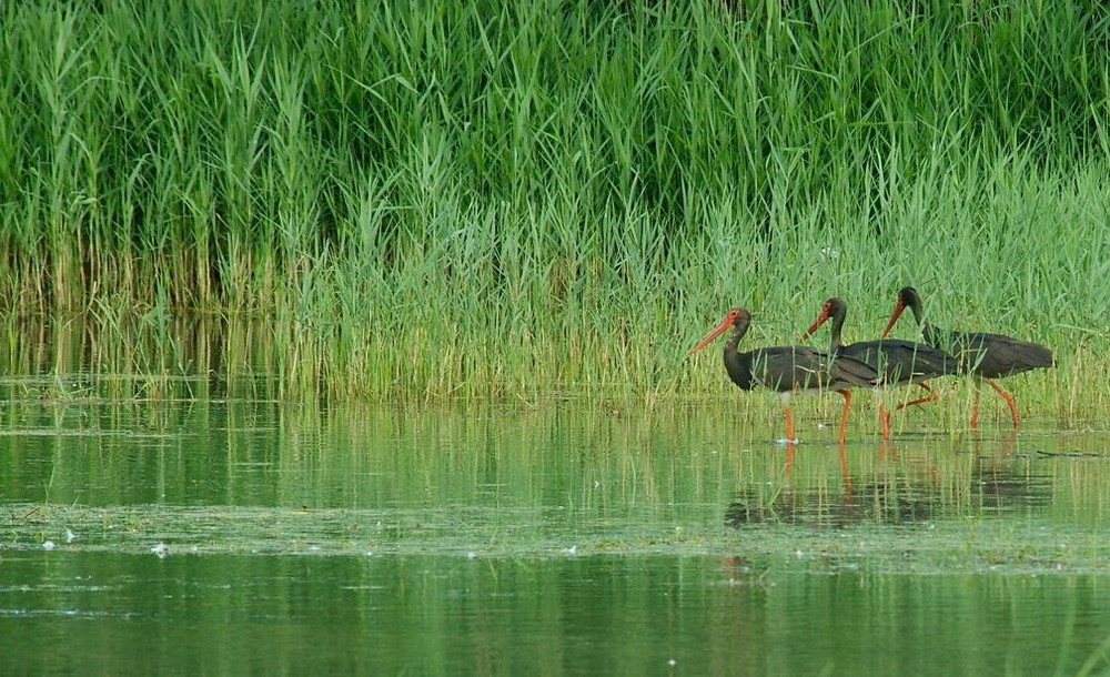 Schwarzstorch (Ciconia nigra)