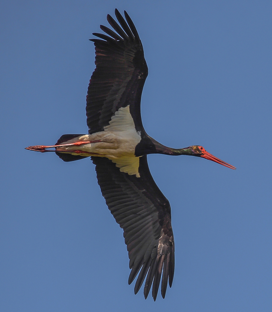 Schwarzstorch ( Ciconia nigra )