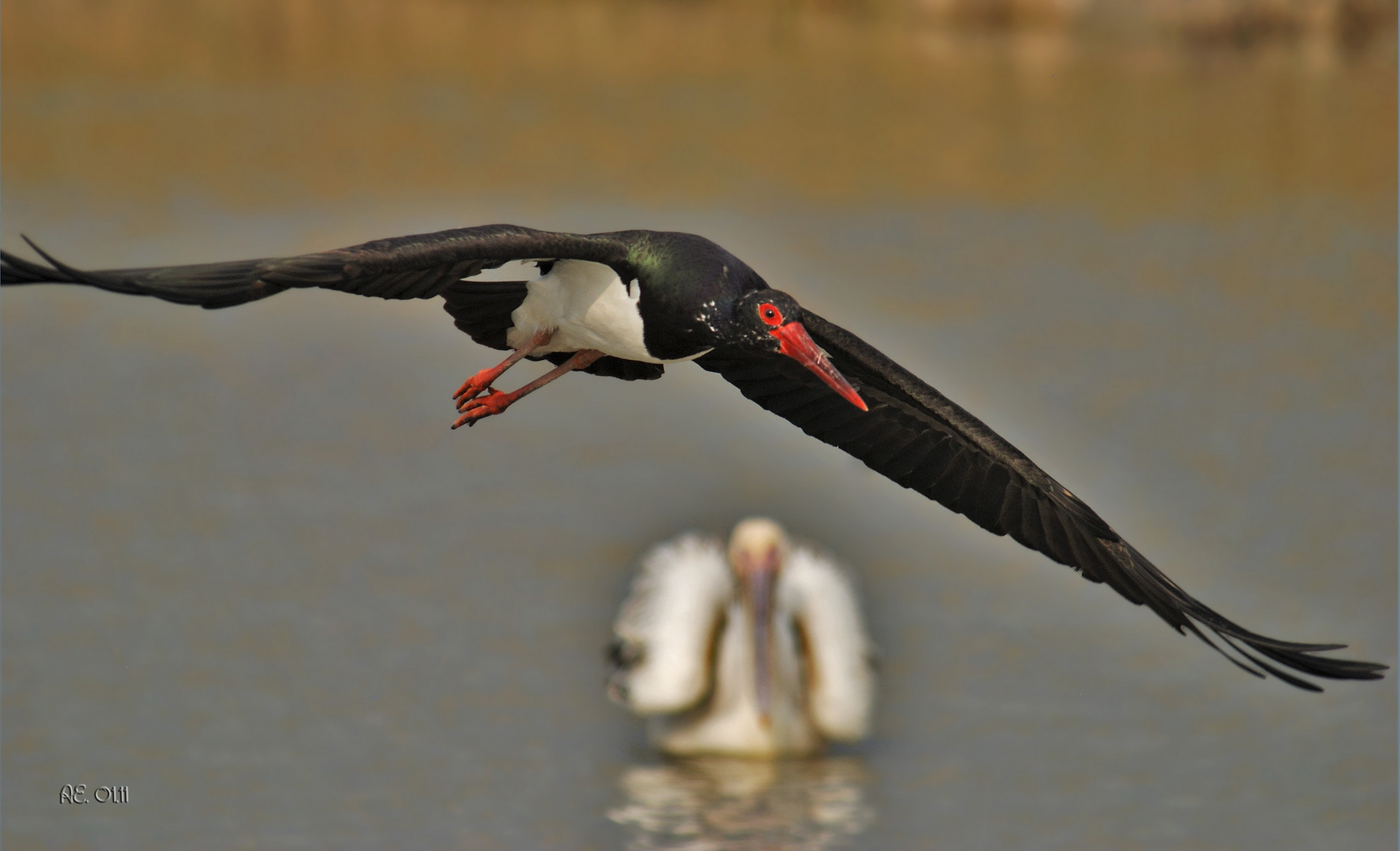 Schwarzstorch ( Ciconia nigra )