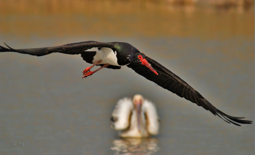 Schwarzstorch ( Ciconia nigra )