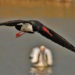 Schwarzstorch ( Ciconia nigra )