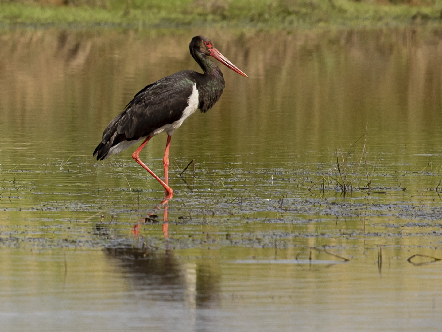 SCHWARZSTORCH (Ciconia nigra)