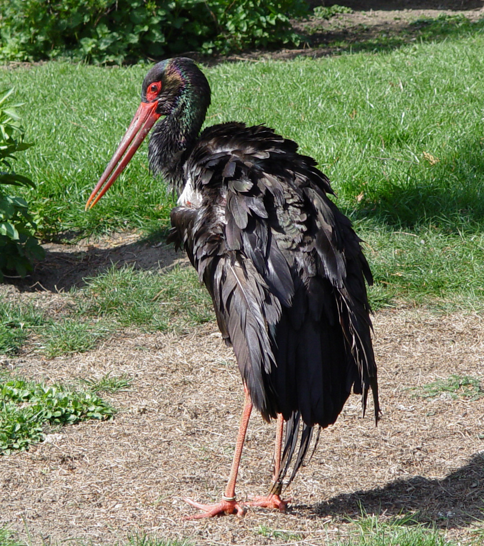 Schwarzstorch (Ciconia nigra)