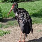 Schwarzstorch (Ciconia nigra)