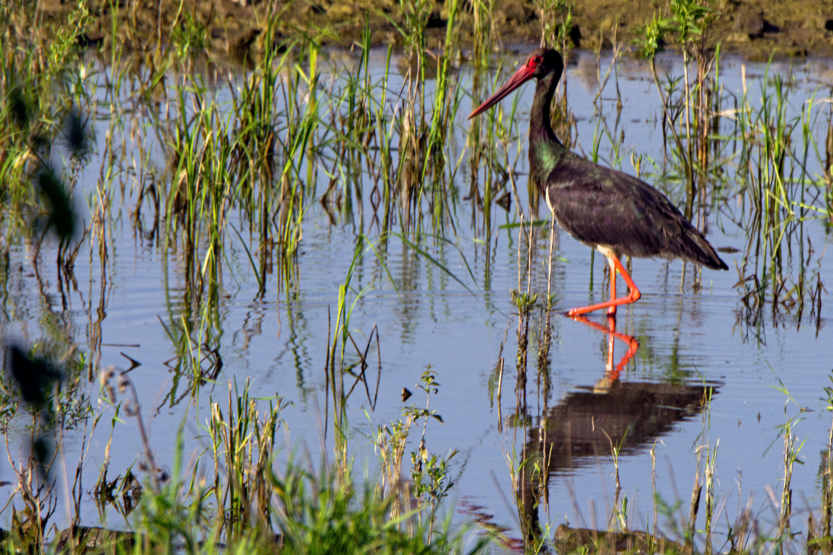 Schwarzstorch (Ciconia nigra)